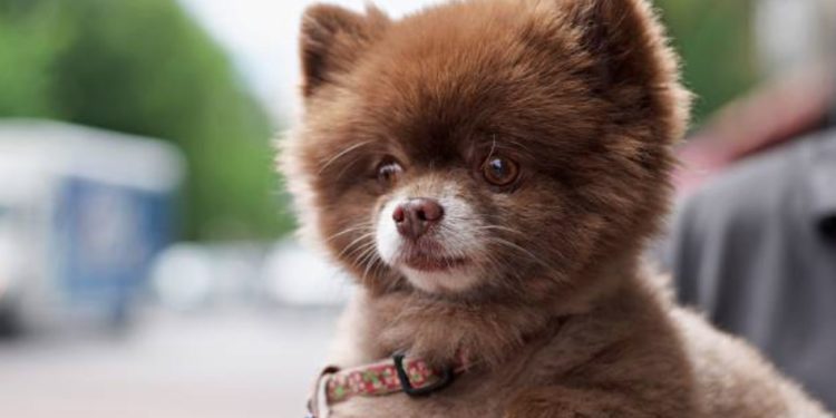 Quel est la race du chien le plus mignon du monde ?