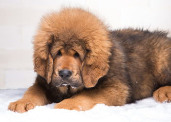 Quelle est le chien le plus cher du monde ?