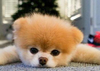 Quel est le chien le plus chou ?