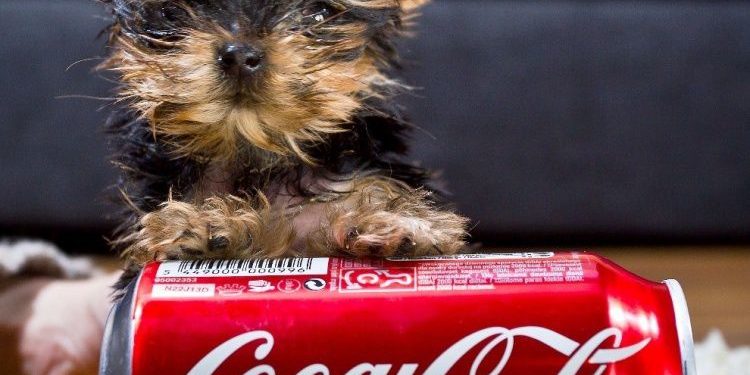 Quel est le meilleur petit chien ?