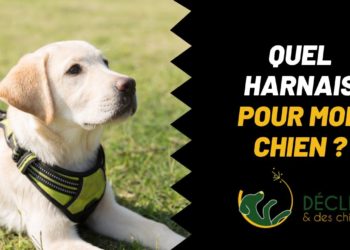 Quel chien a le meilleur caractère ?