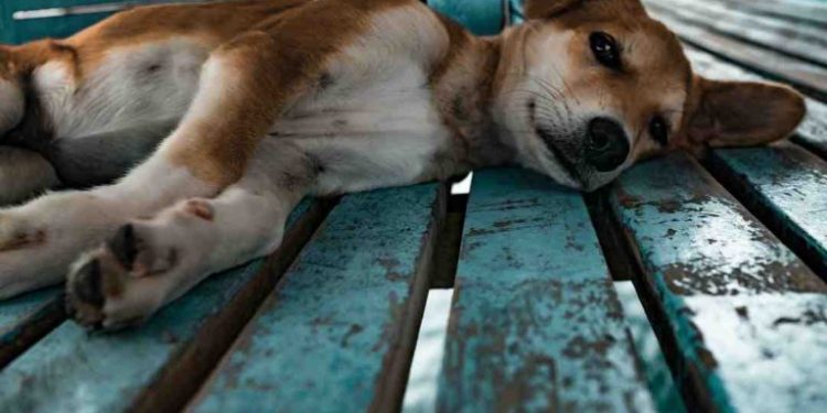 Quel chien pour une mamie ?