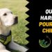 Quel chien a le meilleur caractère ?