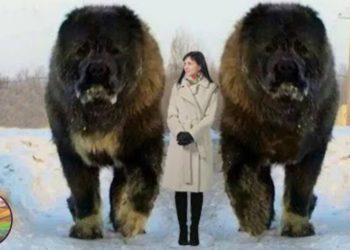 Quel est le deuxième chien le plus dangereux au monde ?