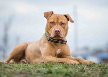 Quel est le deuxième chien le plus dangereux du monde ?