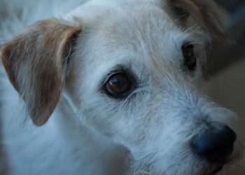 Quel race de chien vit longtemps ?