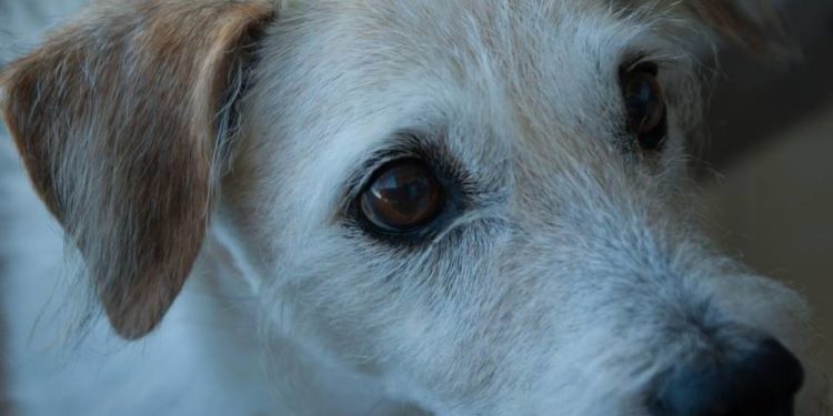 Quel race de chien vit longtemps ?