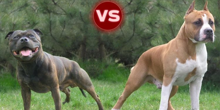Quelle est la différence entre un Staffie et un pitbull ?