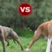 Quelle est la différence entre un Staffie et un pitbull ?