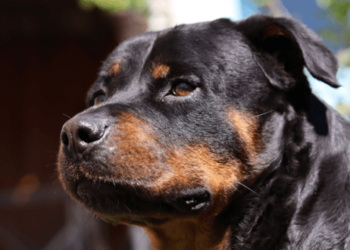 Quel maitre pour un rottweiler ?