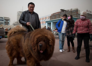 Quel est le chien le plus agile au monde ?