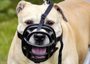 Est-ce que un Malinois doit porter une muselière ?