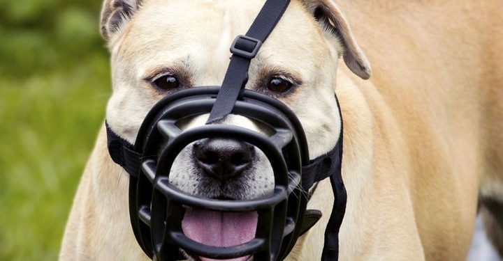 Est-ce que un Malinois doit porter une muselière ?