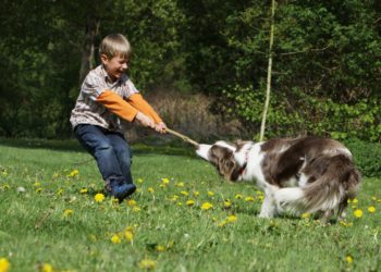 Quelle race de chien à le meilleur caractère ?