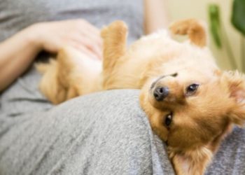 Quel est le chien le plus sociable ?