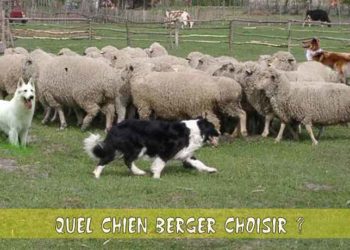Quel chien de berger choisir ?