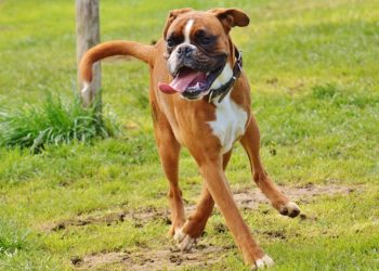 Quelle est la race de chien la plus gentille ?