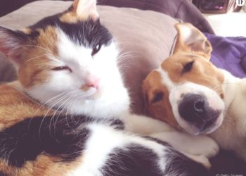 Quel est le meilleur chien de compagnie ?