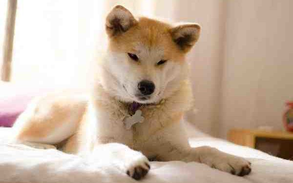 Quelle race de chien supporte mieux la solitude ?