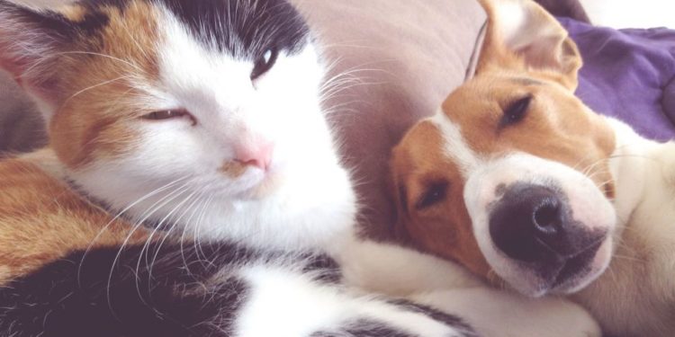 Quel est le meilleur chien de compagnie ?