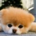Quel est le plus petit chien en France ?