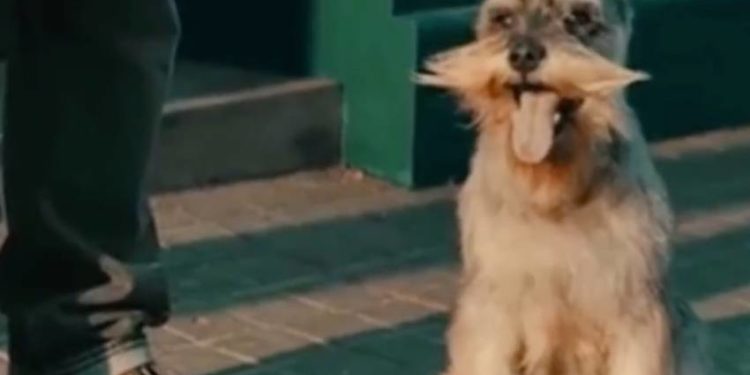 Comment trouver le chien qui nous convient ?