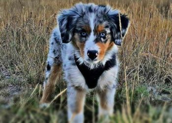 Quel est le prix d'un chien miniature ?