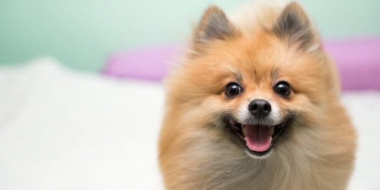 Quel est le petit chien le moins fragile ?