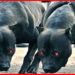 Quels sont les 10 chiens les plus dangereux au monde ?