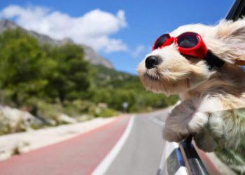 Quel est le meilleur chien de protection ?