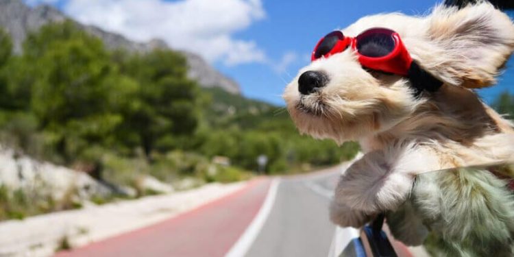 Quel est le meilleur chien de protection ?