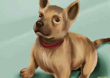 Quel âge pour dresser un malinois ?