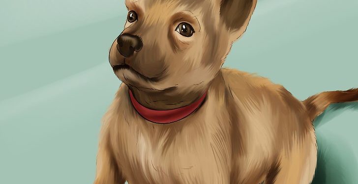 Quel âge pour dresser un malinois ?