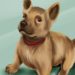 Quel âge pour dresser un malinois ?