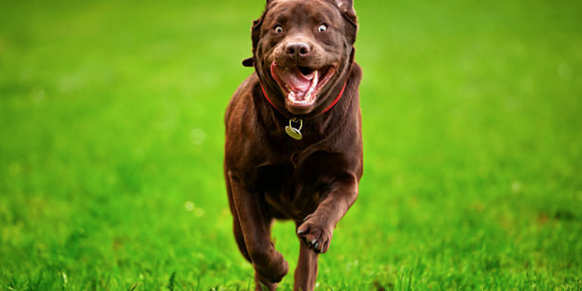 Quelle est la race de chien qui court le plus vite