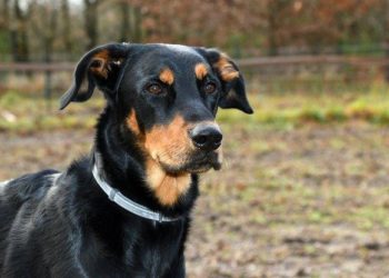 Quelles sont les races de chiens de berger ?