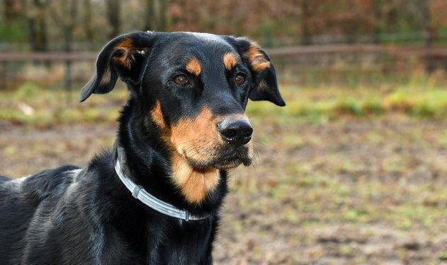 Quelles sont les races de chiens de berger ?