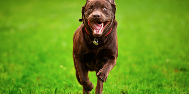 Quelle est la race de chien qui court le plus vite ?