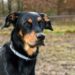 Quelles sont les races de chiens de berger ?