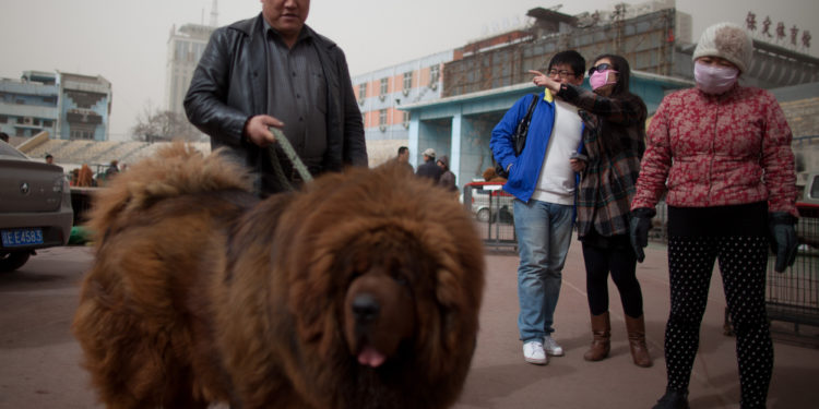 Quel est le chien le plus fou du monde ?
