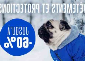 Quel chien prendre à 60 ans ?