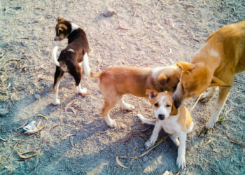 Quel chien dans une ferme ?