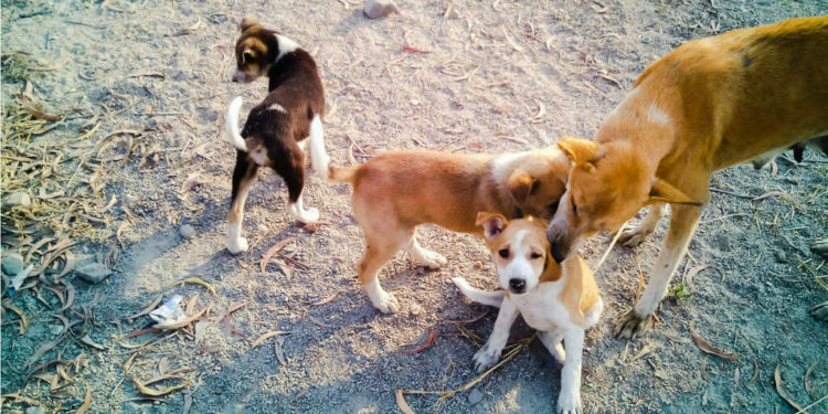 Quel chien dans une ferme ?