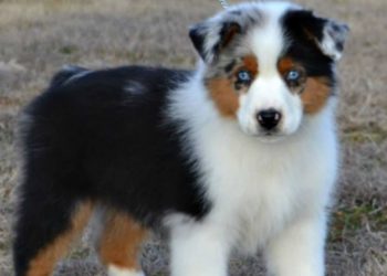 Est-ce qu'un berger australien peut vivre en appartement ?