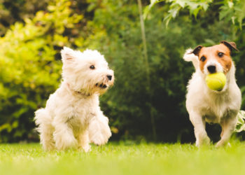 Quel chien de taille moyenne pour une famille ?