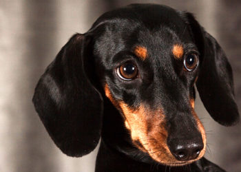 Quel est le chien le plus protecteur ?