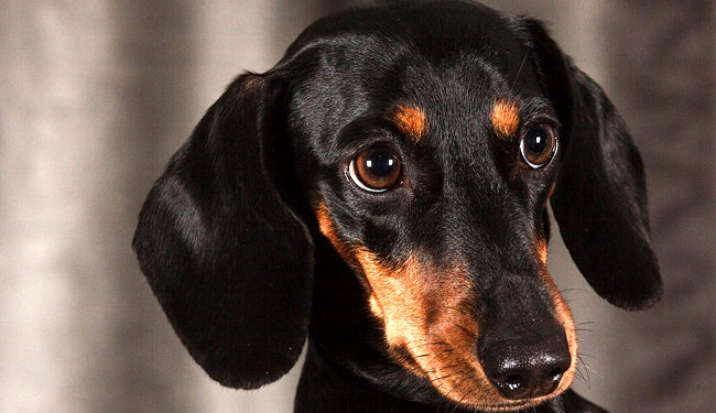 Quel est le chien le plus protecteur ?