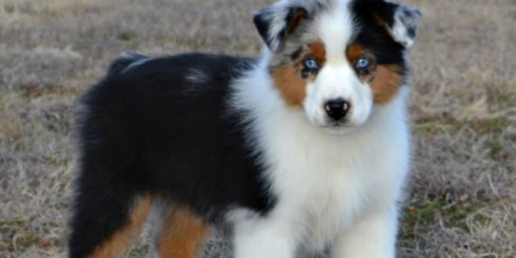 Est-ce qu'un berger australien peut vivre en appartement ?