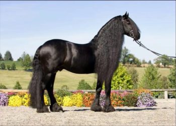 Quel est le plus grand cheval du monde ?