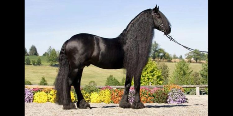 Quel est le plus grand cheval du monde ?